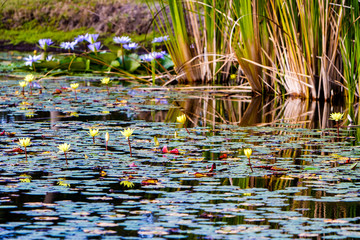 Water garden with pond lilies and lily pads