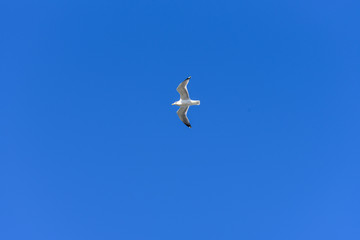 Seagull against the blue sky