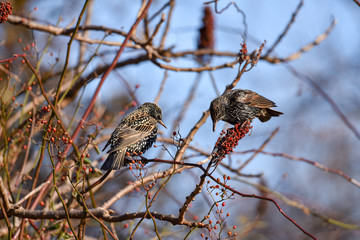 Starling on branch of tree