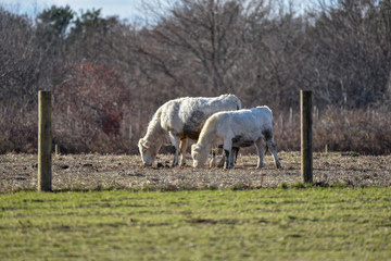 Obraz na płótnie Canvas Cows near a fence