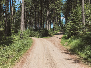 Fototapeta na wymiar View Of The Forest Road, Heading Deaper In The Woods