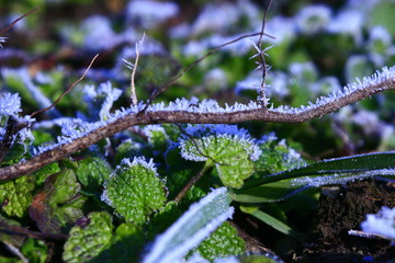 Fototapeta premium Beautiful nature in winter.
