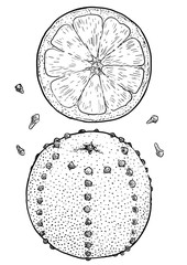 Orange pomander ball illustration, drawing, engraving, ink, line art, vector