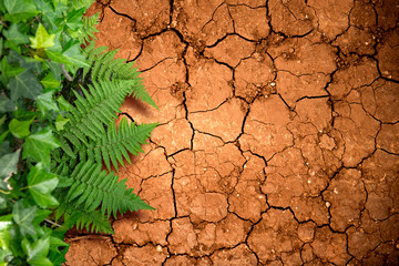 drought and greenery