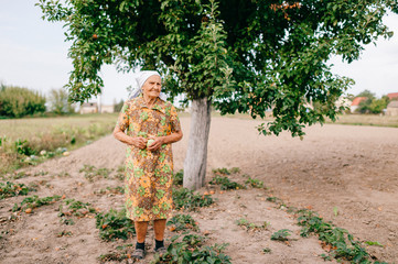 Lonely old woman with green apple in hands standing in garden in front of apple tree. Forgotten by...