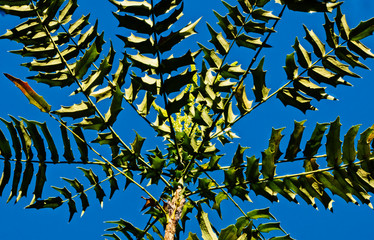 Mahonia plant- berberis lomariifolia -