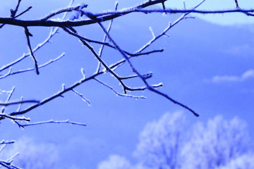 branches of a tree against blue sky