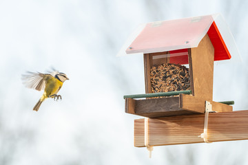 Help for small city birds to survive during winter season with a balcony bird feeder, closeup,...