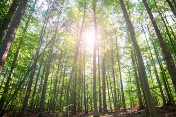 Fototapeta premium Słońce przeświecające przez drzewa