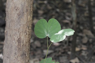 Leaves of a camel foot tree (Bauhinia variegata)