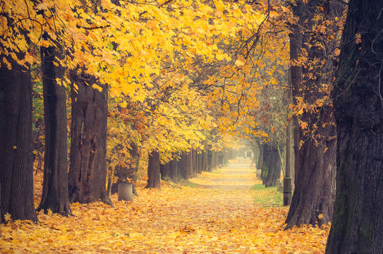 Autumn colorful tree alley in the park, Krakow, Poland
