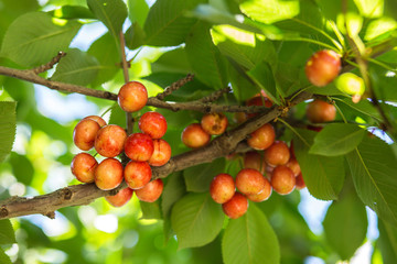 Sweet cherry fruits on the tree background.