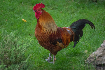 Rooster against the background of a grass