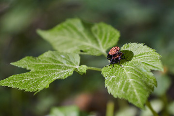 Fototapeta premium ladybug on a leaf