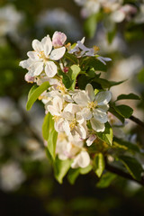 flowers of apple tree