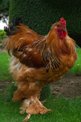 Fluffy proud rooster