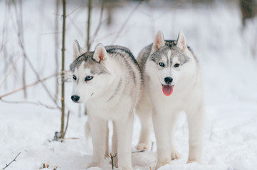Two siberian husky puppies with multicolored eyes playing together in snow. Beautiful breeding white funny dogs walking in winter forest. Domestic animals friendship. Animals relationship. Pet family