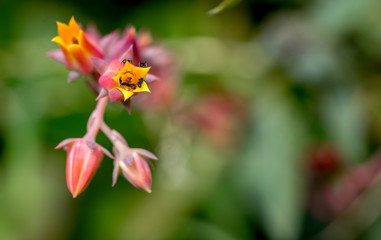 Fototapeta premium Ants on a Flower