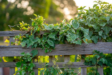 Vines on a Fence