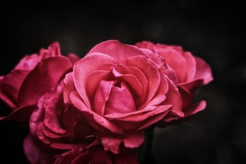 ROSA ROJA SOBRE FONDO OSCURO 