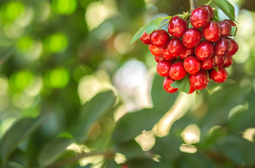 Sweet cherry fruits on the tree background.