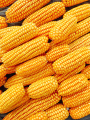Yellow fresh and sweet corn for food processing