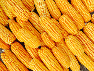 Yellow fresh and sweet corn for food processing