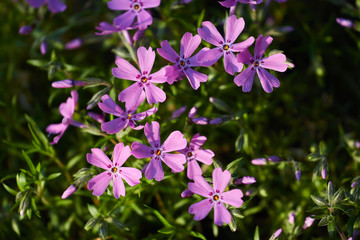 purple flowers in the garden