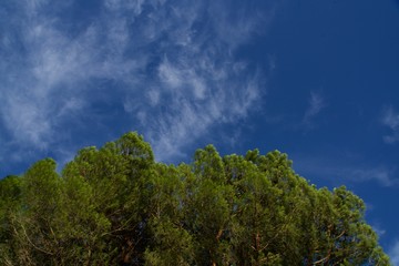 Fototapeta na wymiar pine trees under a perfect sky