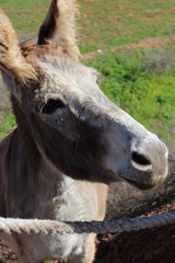 Fototapeta premium Portrait of a Donky