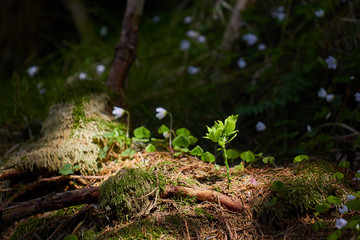 moss on the tree