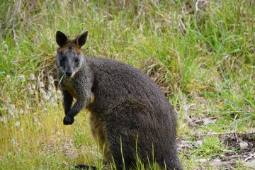 Wildes Felskänguru in Australien