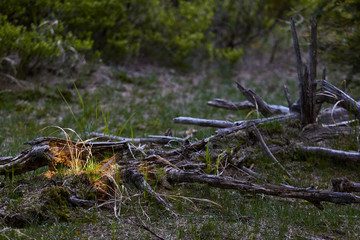 tree in the forest
