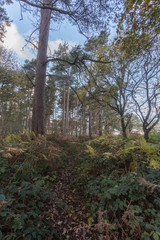 woodland walk  in lincolnshire