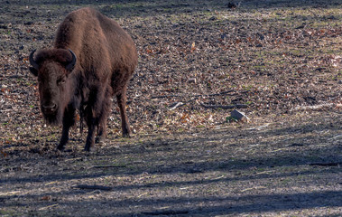 American Bison Grazing in a Field