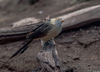 Fototapeta premium Orange, White, and Tan Plumage on a Guira Cuckoo on the Ground