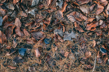 autumn ground