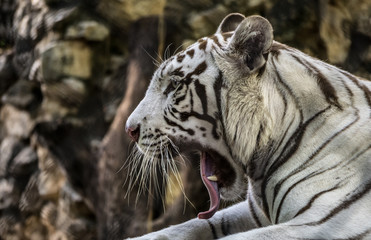 tiger in zoo