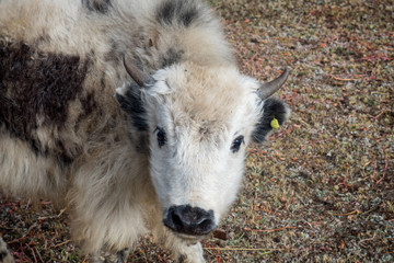 Baby yak in Nepal