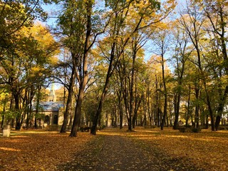 Naklejka premium Asphalt road and yellow foliage in an old park on an autumn morning