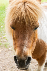 Fototapeta premium Portrait of a small chestnut pony horse