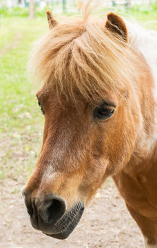 Portrait of a small chestnut pony horse