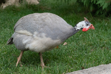 The walking turkey on a grass