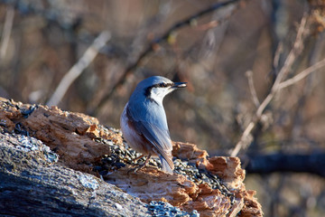 Eurasian nuthatch sits on a dry log with a seed in its beak in a forest park in late autumn.