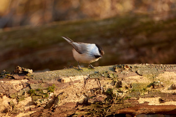 Willow tit sits on a dry log in a forest park in late autumn.