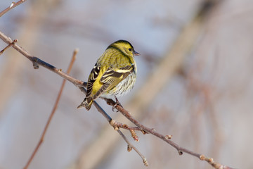 Siskin sits on a apple branch in the forest park in the early spring in the morning.