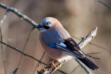 Eurasian jay sits on the dry thick branch in the forest park in late autumn.