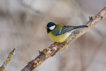 Great tit sits on a snow-covered branch in a forest park on the first day of winter.