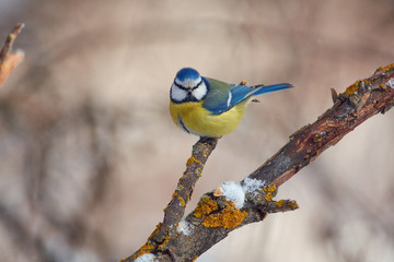 Blue tit sits on a snow-covered branch in a forest park on the first day of winter.