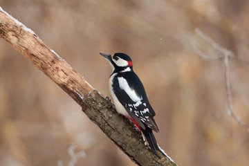 Great spotted woodpecker sits on a dry oak branch in a forest park on the first day of winter.